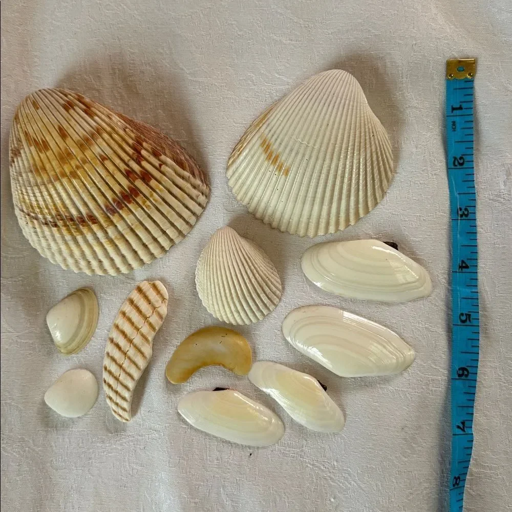 Sea Shells From Bahamas Florida Small Clams - Picture 8 of 8